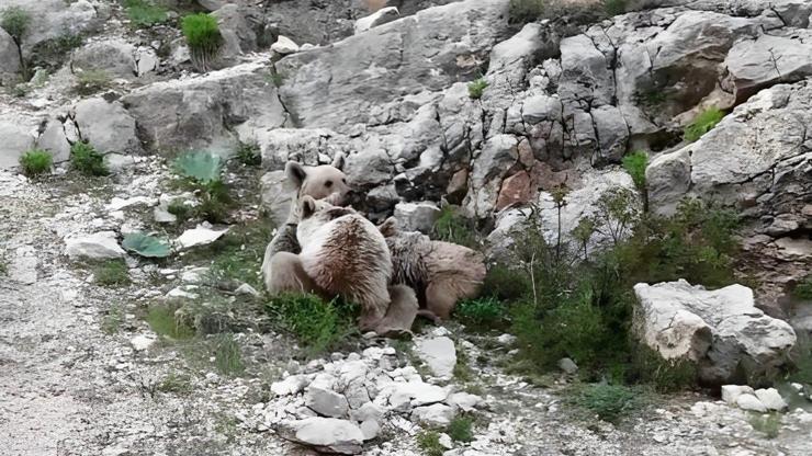 Tuncelide anne ayı, yavrularını emzirirken görüntülendi