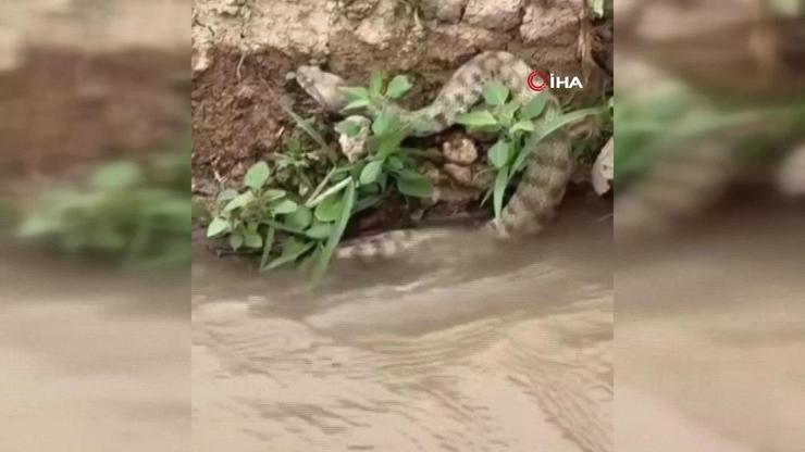 Tek ısırığı öldürmeye yetiyor En zehirli yılan türü böyle görüntülendi