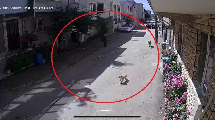 Sokak köpeği dehşeti Çocukların panik anları böyle görüntülendi