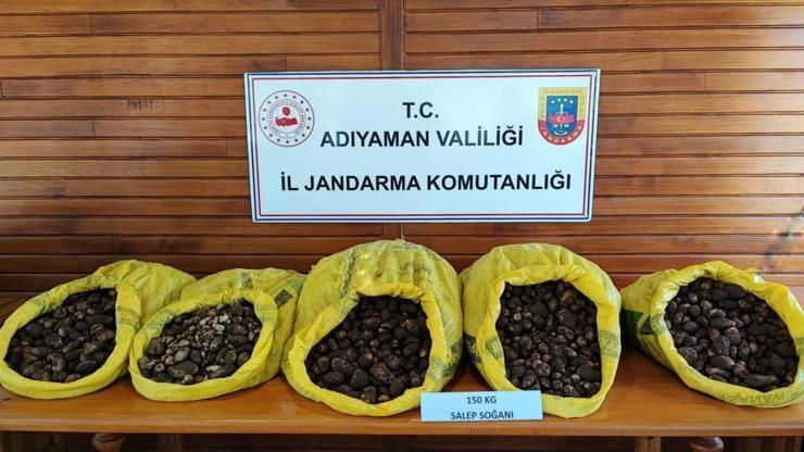 Adıyaman'da yasaklı salep soğanını toplayan 5 şüpheli gözaltına alındı