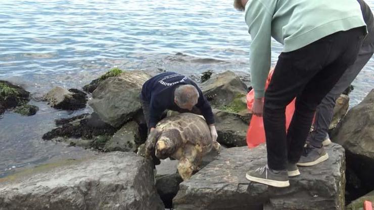 Avcılar sahilinde ölü caretta caretta bulundu