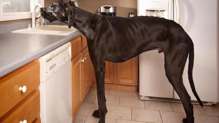 Dünya'nın En Büyük Köpeği Hangisidir? Dünya'nın En Büyük Köpeklerinin Cinsleri ve Özellikleri... Dünya'nın En Büyük Köpeği Hangisidir? Dünya'nın En Büyük Köpeklerinin Cinsleri ve Özellikleri...