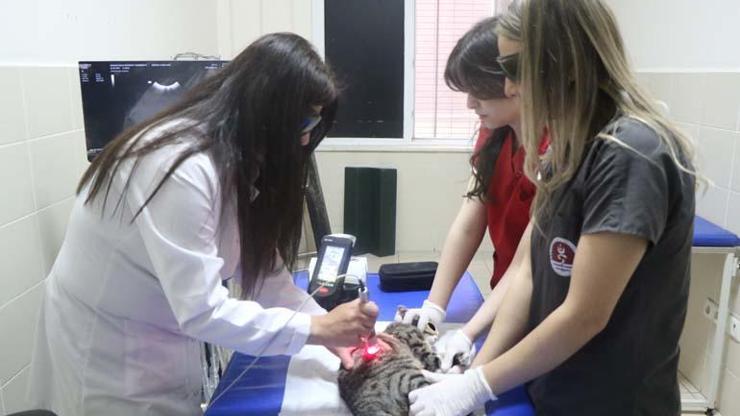 Düşük Doz Lazer Terapi, hayvanların iyileşme sürecini hızlandırıyor