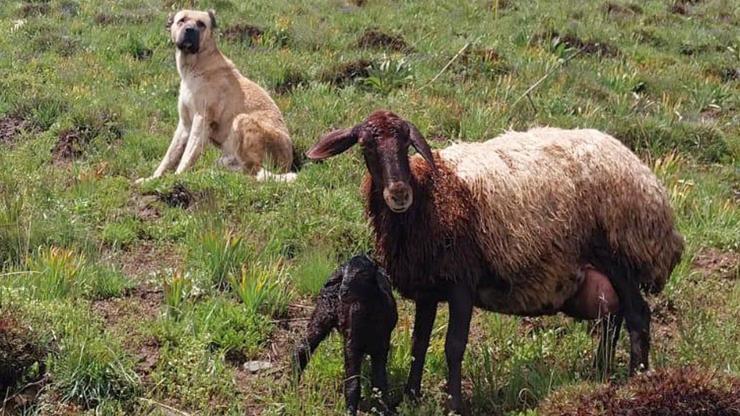 Kayıp sandıkları çoban köpekleri Kralı öyle bir yerde buldular ki...