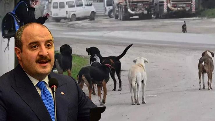 Mustafa Varanktan başıboş sokak köpekleriyle  ilgili açıklama