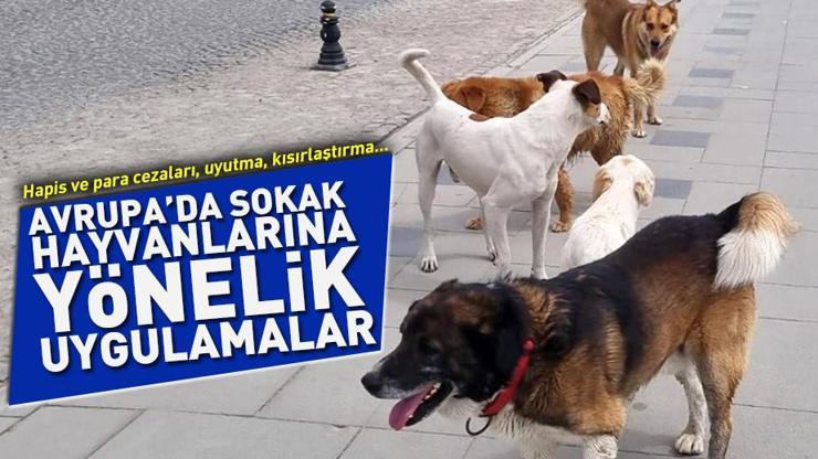 Avrupada sokak hayvanlarına yönelik uygulamalar