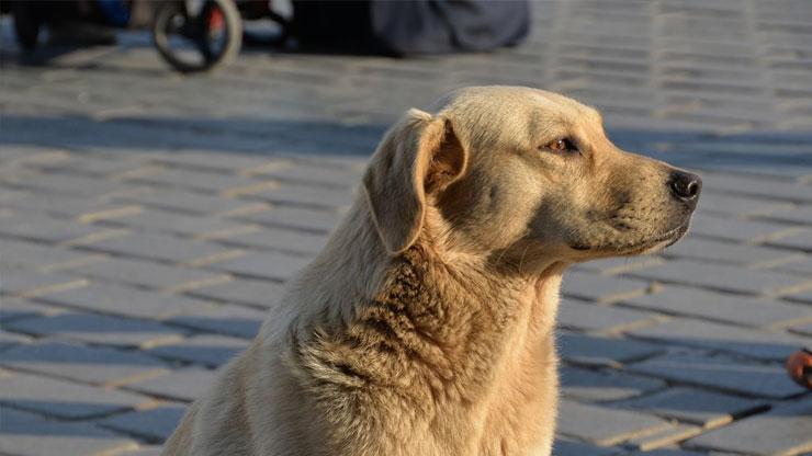 Sokak köpeklerini ‘uyutma’ hazırlığına karşı öneri: Kısırlaşsın yaşasın