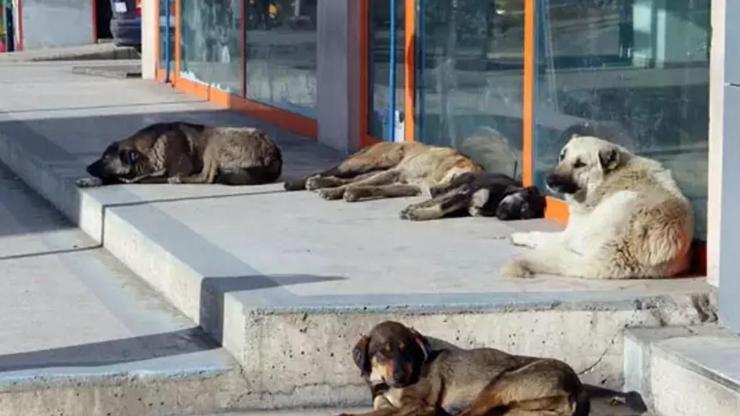 Sokak hayvanları düzenlemesinde tartışma büyüyor ‘Alfa’ köpeklerin toplanması çözüm olur mu