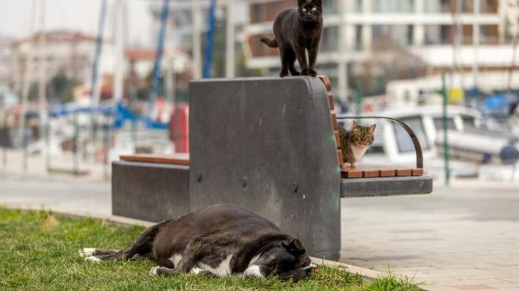 Sokak hayvanlarının uyutulması ne demek Hayvanların uyutulması ne anlama geliyor