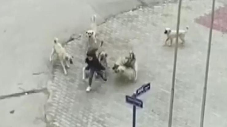 Sokak köpekleri kamuoyu araştırması sonuçları açıklandı