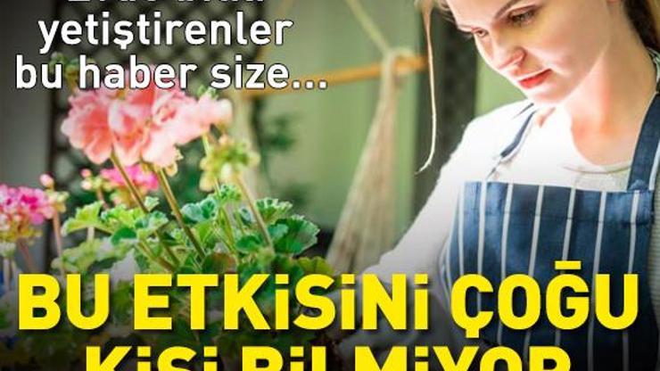 Meğer bağışıklığı güçlendiriyormuş Evde çiçek yetiştirenler bu haber size... Bir ayda şaşırtan değişiklik