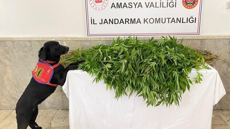 Amasya'da uyuşturucuya 1 tutuklama