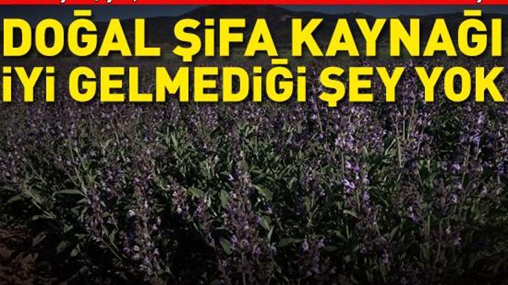 Susuz yetişiyor, doğal şifa kaynaklarından biri... Geçmeyen boğaz ağrısından sindirim problemlerine iyi gelmediği şey yok