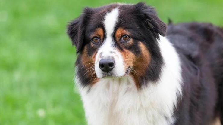 Avustralya Çoban Köpeği Özellikleri Nelerdir Avusturalya Çoban Köpeği Bakımı Nasıl Yapılır