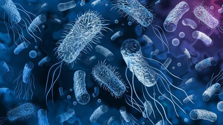 Salmonella nedir, nasıl bulaşır Salmonella belirtileri nelerdir