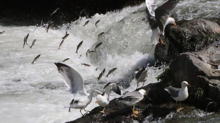 Van'da Uluslararası İnci Kefali Göçü Kültür ve Sanat Festivali Van'da Uluslararası İnci Kefali Göçü Kültür ve Sanat Festivali