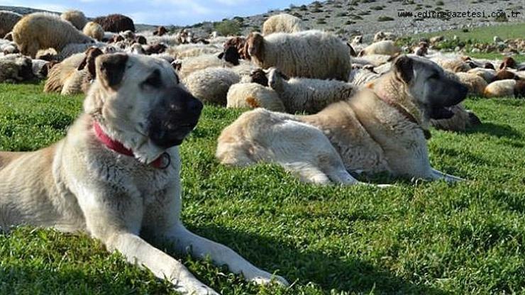 Çoban Köpeği Özellikleri Nelerdir Çoban Köpeği Bakımı Nasıl Yapılır