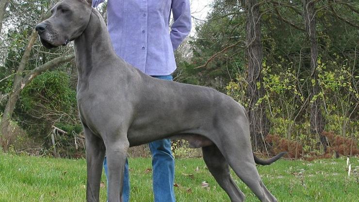 Danua Köpeği Özellikleri Nelerdir? Danua Köpeği Bakımı Nasıl Yapılır ...