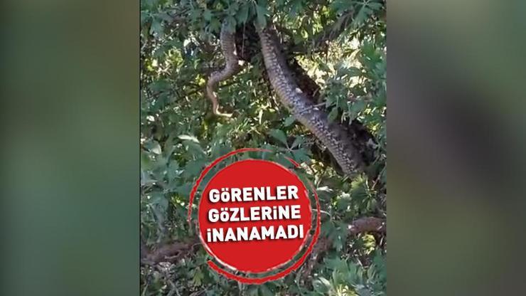 Elazığda 4 metrelik devasa yılan görüntülendi