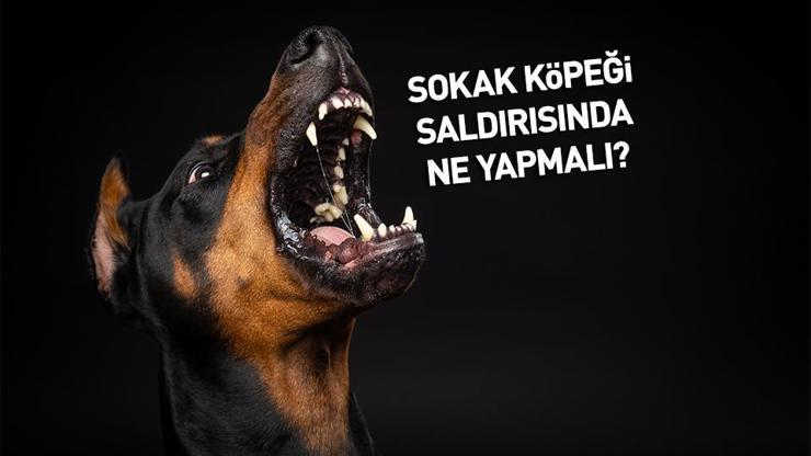 Saldırgan köpek sorunu nasıl çözülecek Sokaktaki başıboş hayvan sayısı artıyor