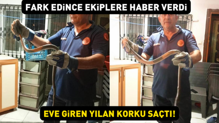 Eve giren yılan korku saçtı