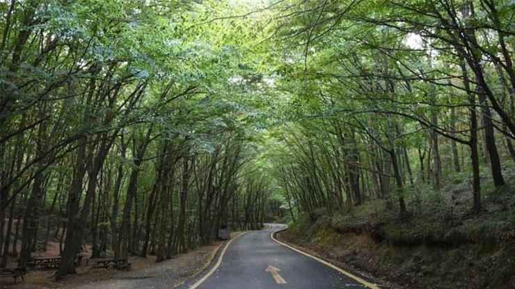 Son dakika... İstanbulda ormanlık alanlara girişler yasaklandı