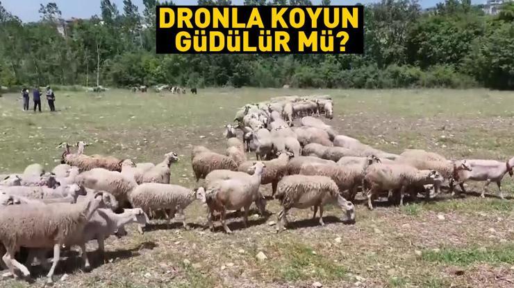 Dronla koyun güdülür mü Çoban köpeğinin yerini alır mı