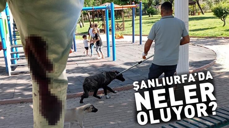 Şanlıurfada neler oluyor 2 mahalle karantinada