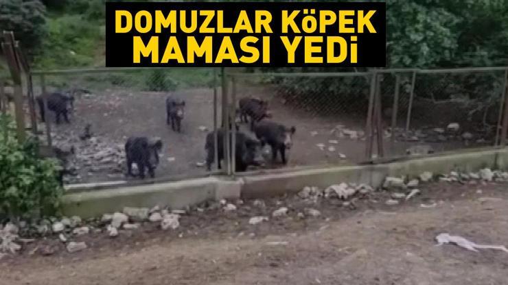 Yaban domuzları İstanbula indi