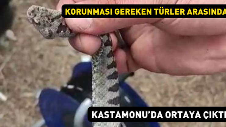 Korunması gereken türler arasında Kastamonuda boynuzlu engerek yılanı yakalandı