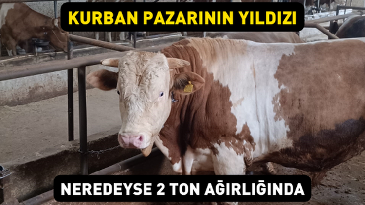 Kurban pazarının yıldızı Bin 850 kiloluk Paşa sahibini bekliyor