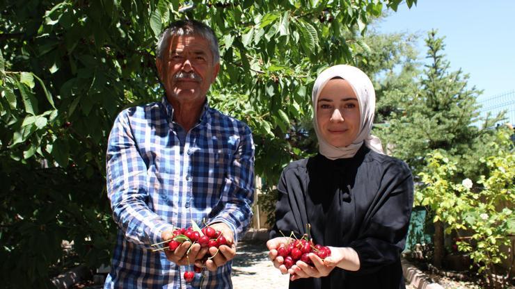 Malatya'da kiraz hasadı başladı Malatya'da kiraz hasadı başladı