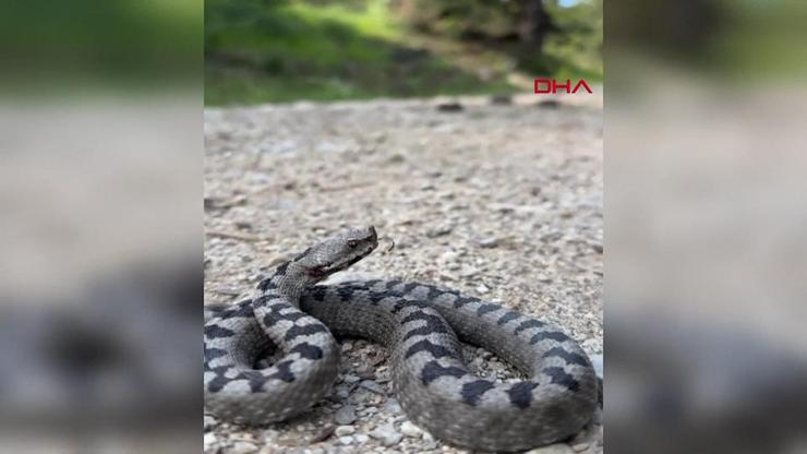 Boluda zehirli boynuzlu engerek yılanı görüldü