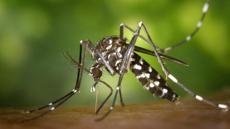 Avrupada sivrisinek alarmı