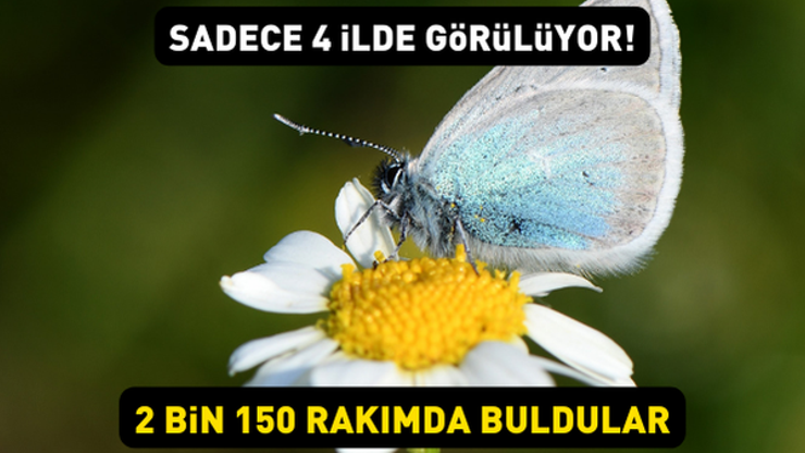 Sadece 4 ilde görülüyor 2 bin 150 rakımda Çokgözlü Diana Mavisi heyecanı