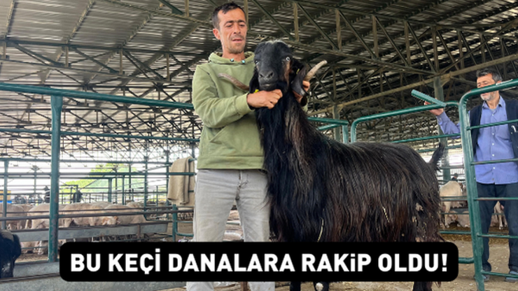 Heybetiyle danalara rakip oldu Kurban pazarının gözdesi Karaoğlan