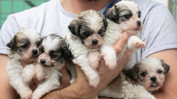 Bu ülkede köpek sahiplerine para ödeniyor Sistem işe yaradı mı İlk sonuçlara göre