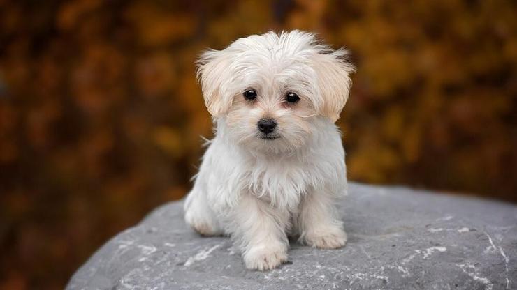 Maltese Köpeği Özellikleri Nelerdir? Malta Köpeği Bakımı Nasıl Yapılır? Maltese Köpeği Özellikleri Nelerdir? Malta Köpeği Bakımı Nasıl Yapılır?