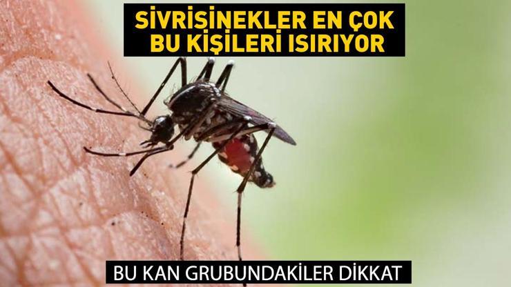 Duyunca çok şaşıracaksınız Sivrisinekler en çok o kişileri ısırıyor... Bu kan grubundakiler dikkat 7 risk grubu