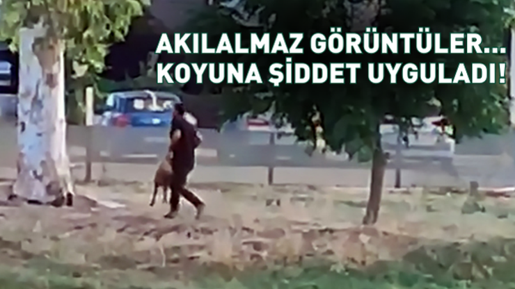 Akılalmaz görüntüler Sürüden ayrılan koyuna dakikalarca şiddet uyguladı