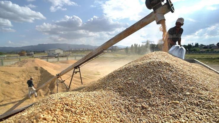 TMOdan hububat alım bedeli açıklaması: Hesaplara aktarıldı