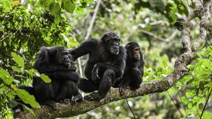 Ormanda Bir Tur: Farklı Maymun Türleri Ve Özellikleri Nelerdir