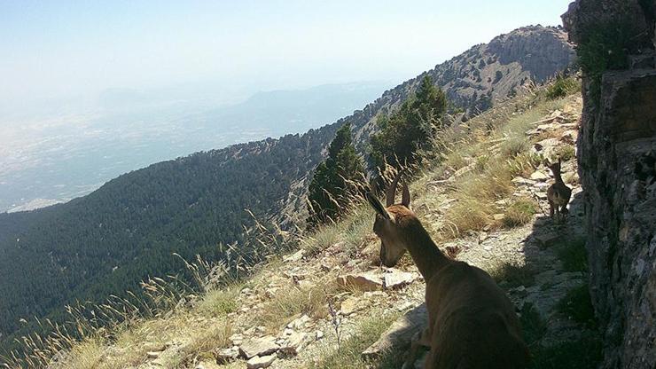 Denizlide yaban hayvanları fotokapanla görüntülendi