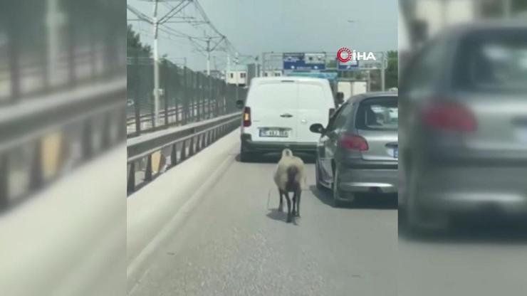 Bursada firar eden koyun trafiği alt üst etti