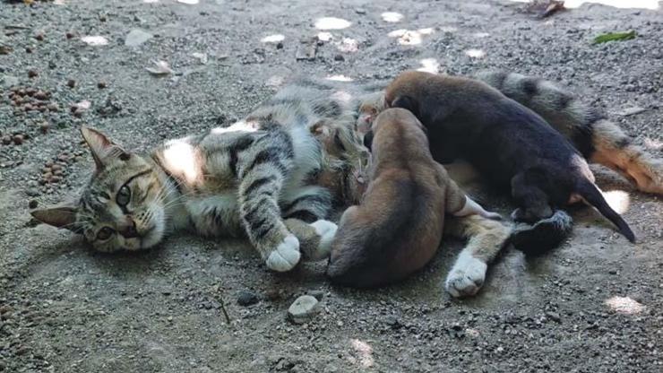 Anne kedi, köpek yavrularını böyle sahiplendi Yürek ısıtan kareler... Böyle bir mucizeye şahit olduğumuz için şaşkınız