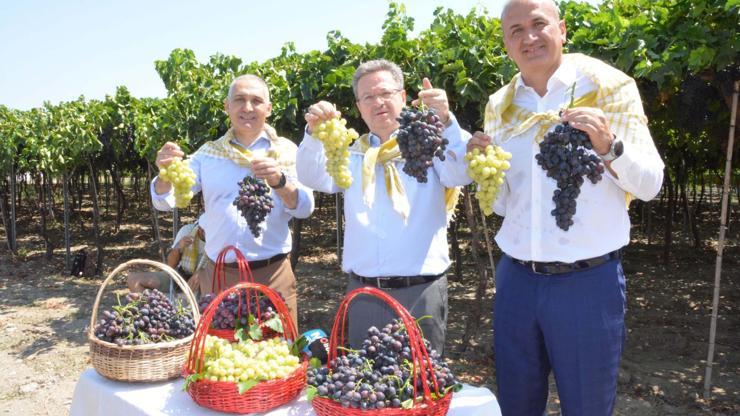 Manisa'da yılın ilk üzüm hasadı yapıldı Manisa'da yılın ilk üzüm hasadı yapıldı