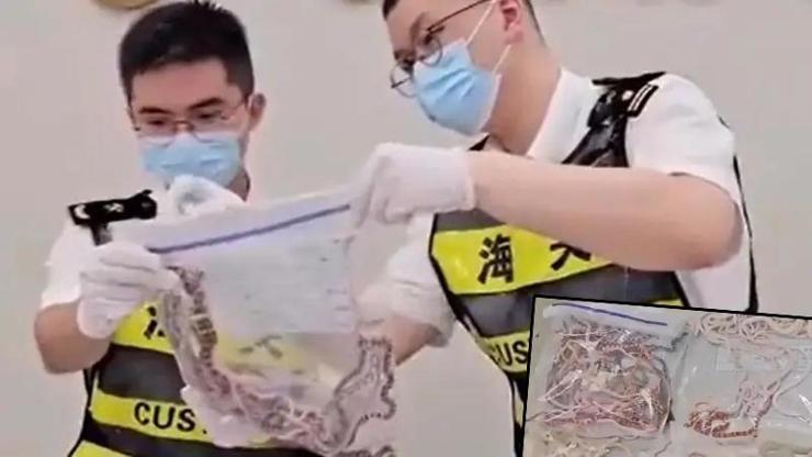 Çin gümrük görevlileri yakaladı: Pantolonundan 100'den fazla canlı yılan çıktı! Çin gümrük görevlileri yakaladı: Pantolonundan 100'den fazla canlı yılan çıktı!