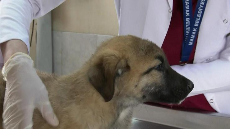 Sokak köpeği düzenlemesinde sona doğru... Barınak açmayan belediye başkanı hapse girecek