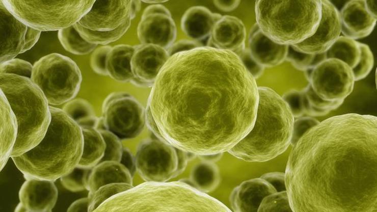 Mikro Dünya: Tek Hücreli Mantarlar Ve Özellikleri