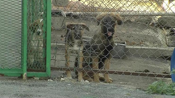 Saldırgan sokak köpekleri düzenlemesi bu hafta Meclis Komisyonunda